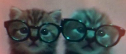 Two cats with glasses